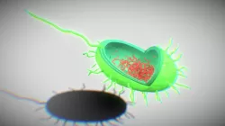 bacteria1