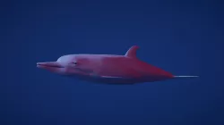 bottlenose dolphin