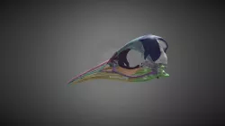 colour coded penguin skull
