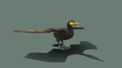 cormorant