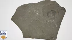 Cranbrook Formation