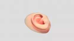 Ear