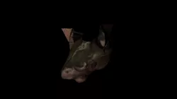 Frog Model