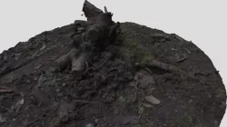 Front yard stump photogrammetry