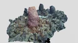 Giant Barrel Sponge