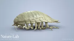 Giant Isopod