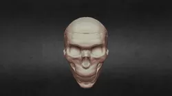 Human Skull Study