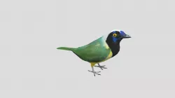 Inca Jay Cyanocorax yncas