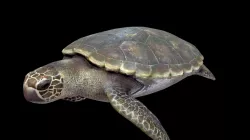 Karetta Karetta (loggerhead) sea turtle
