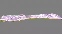 Liguiqui near-infrared orthomosaic