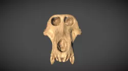 Male skull of the Modern Baboon Papio