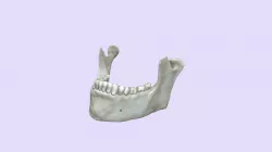 Mandible Project