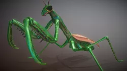 Mantis