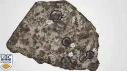 Palliser Formation