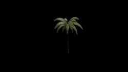 Palm-Tree 3D