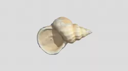 Shell
