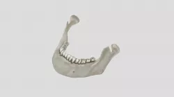 Sketchfab mandible