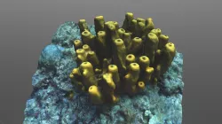 Sponge Scientific-Diving-Center Freiberg