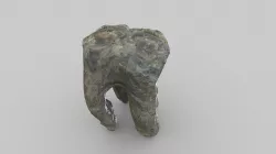 Thames Foreshore Animal Tooth