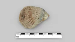 Thames Foreshore Oyster Shell