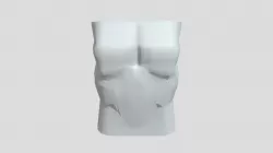 Torso Model