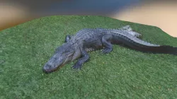 Alligator
