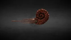 Ammonite