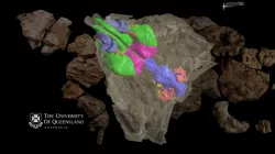 Australian ankylosaur dinosaur skull & endocast