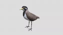 Banded Lapwing Vanellus tricolor