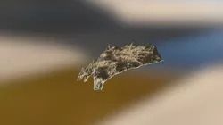 Bimbe Conglomerate