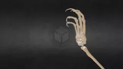 Bone Arm