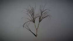 Creepy Tree
