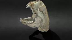 Enhydra lutris (Sea otter)