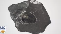 Gordon Formation
