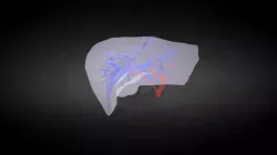 Liver 41451778