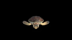 Loggerhead Turtle