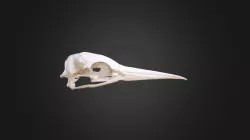 Morus bassanus, skull
