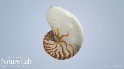 Nautilus Shell
