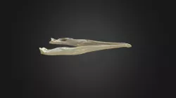 Phalacrocorax carbo, mandible