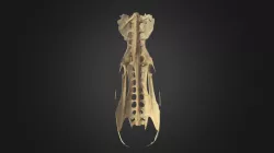 Phalacrocorax carbo, pelvis