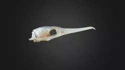 Phalacrocorax carbo, skull
