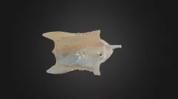 Phalacrocorax carbo, sternum