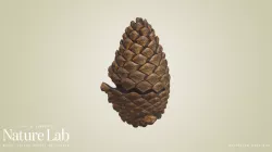Pine Cone
