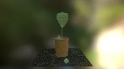 Plant In Pot