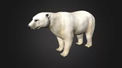 Polar Bear