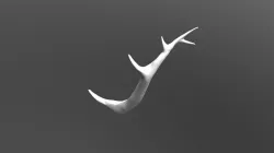 Reindeer Peary antler rough