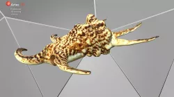 Sea Shell