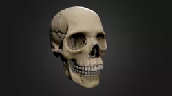 Skull Test Scan