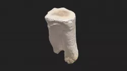 1st cheek tooth (2nd premolar) sheep (lower jaw)