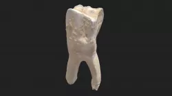 2nd cheek tooth (3rd premolar) sheep (lower jaw)